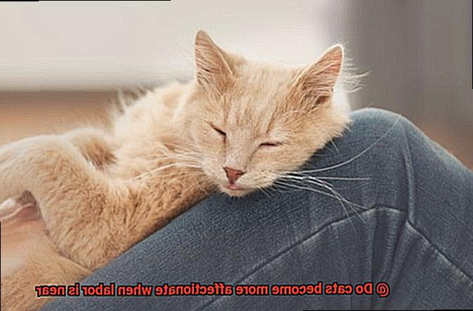 Do cats become more affectionate when labor is near-2