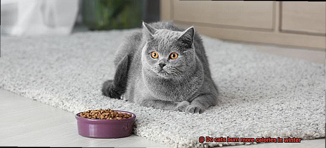 Do cats burn more calories in winter-3