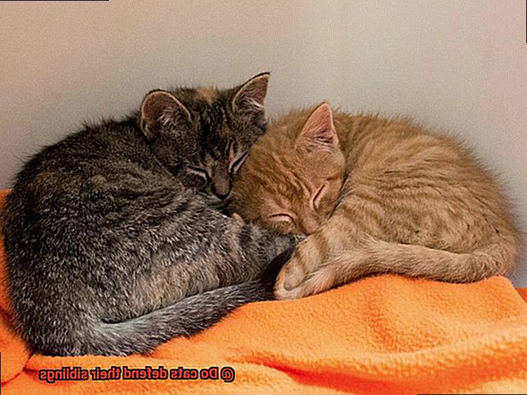 Do cats defend their siblings-3