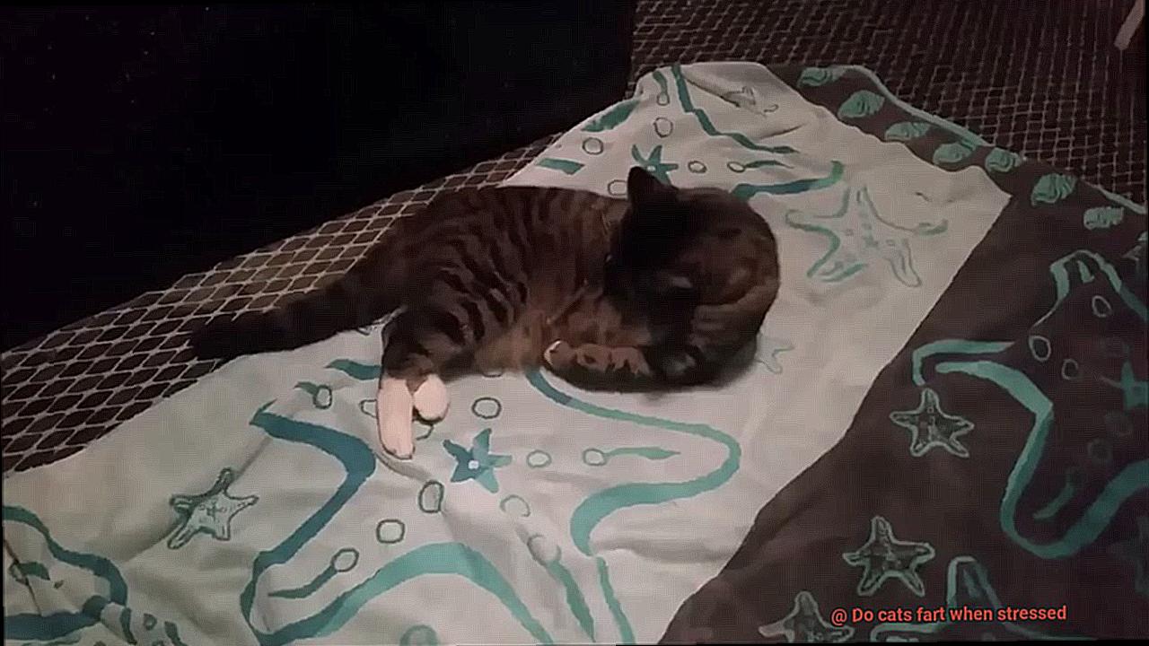 Do cats fart when stressed-5