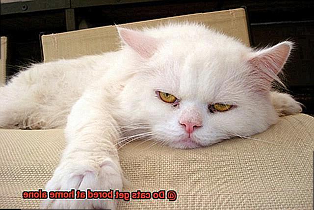Do cats get bored at home alone-2