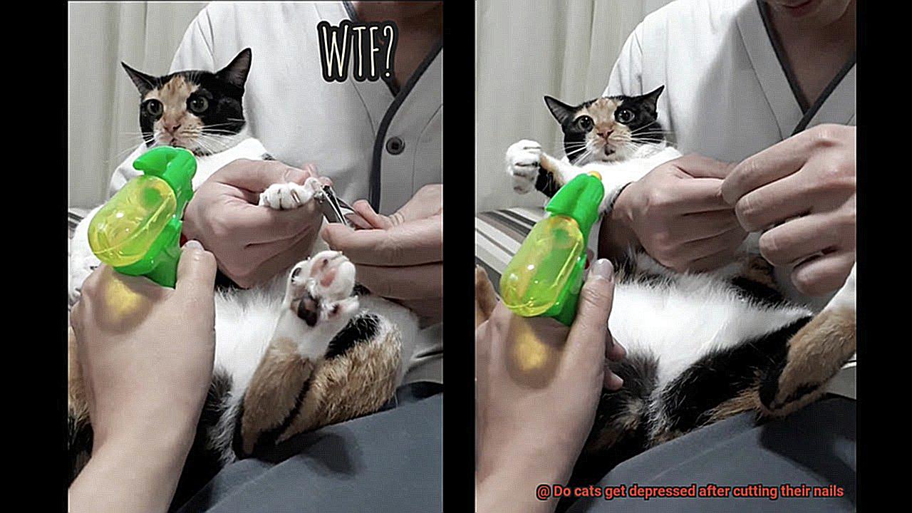 Do cats get depressed after cutting their nails-2