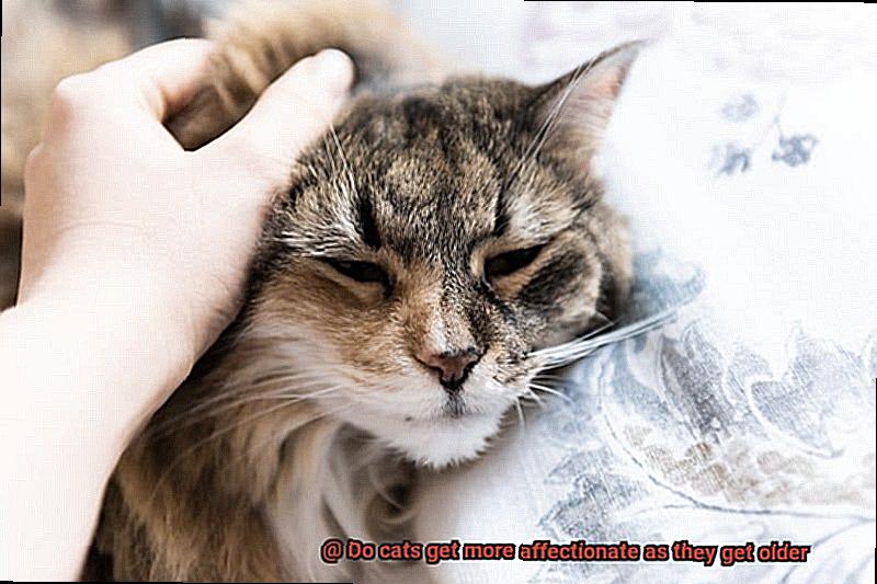 Do cats get more affectionate as they get older-3