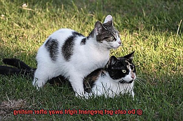 Do cats get pregnant right away after mating-5