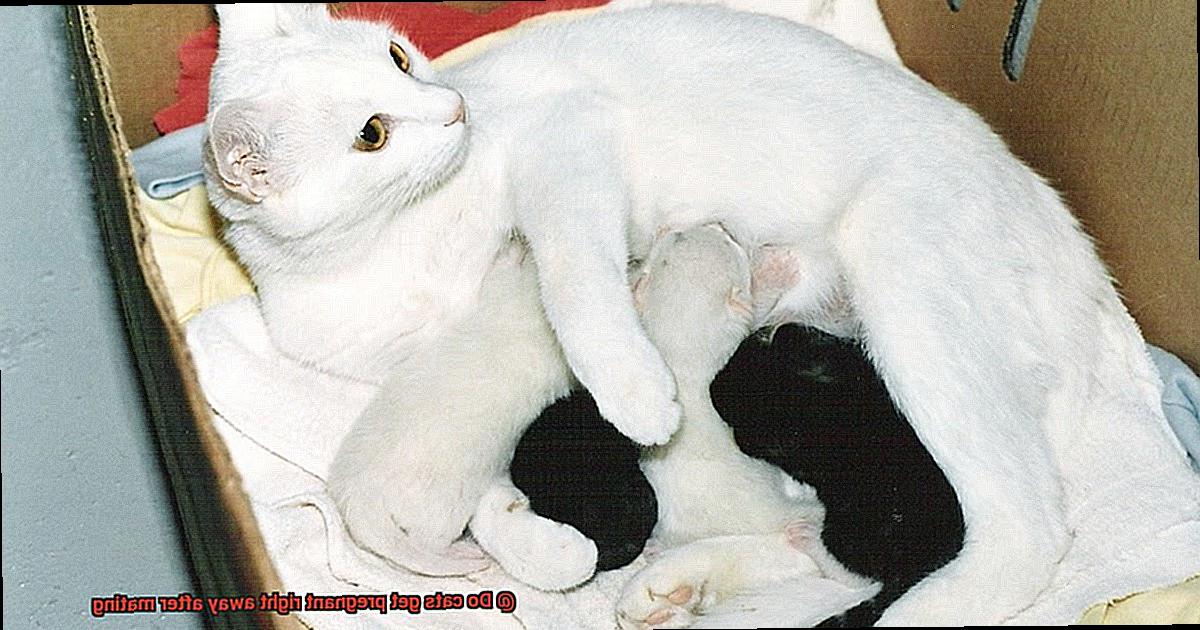 Do cats get pregnant right away after mating-4
