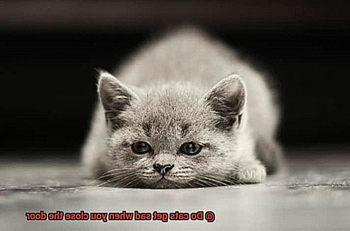 Do cats get sad when you close the door-4