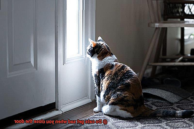 Do cats get sad when you close the door-3