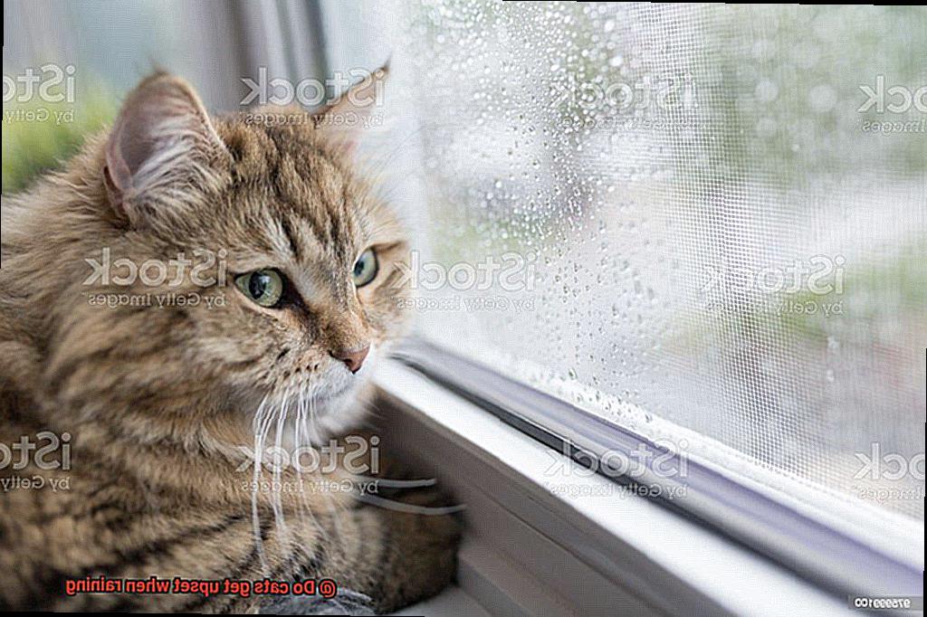 Do cats get upset when raining-4