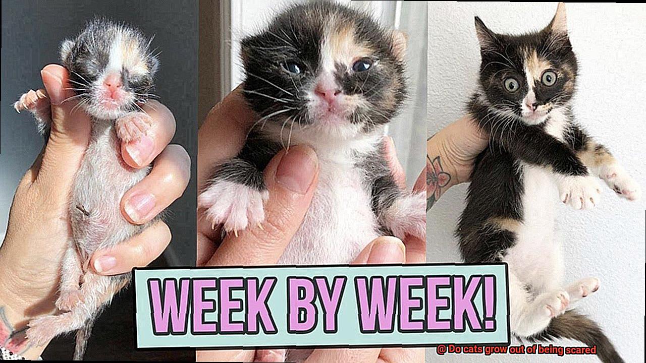 Do cats grow out of being scared-3