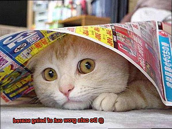 Do cats grow out of being scared-2