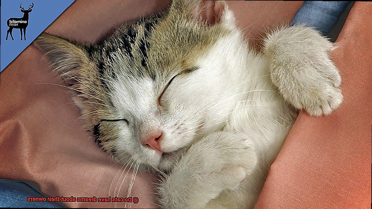 Do cats have dreams about their owners-6