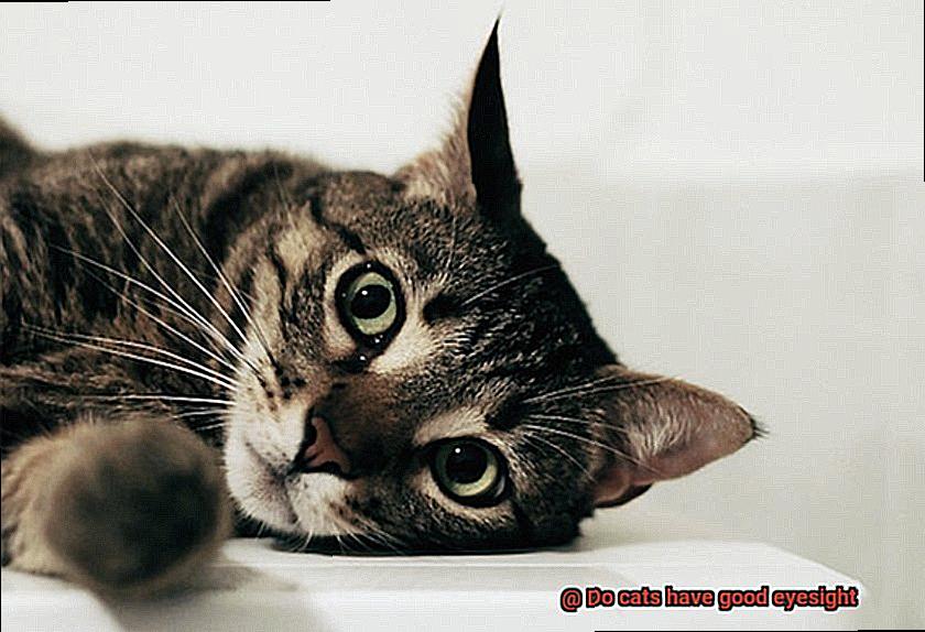 Do cats have good eyesight-3
