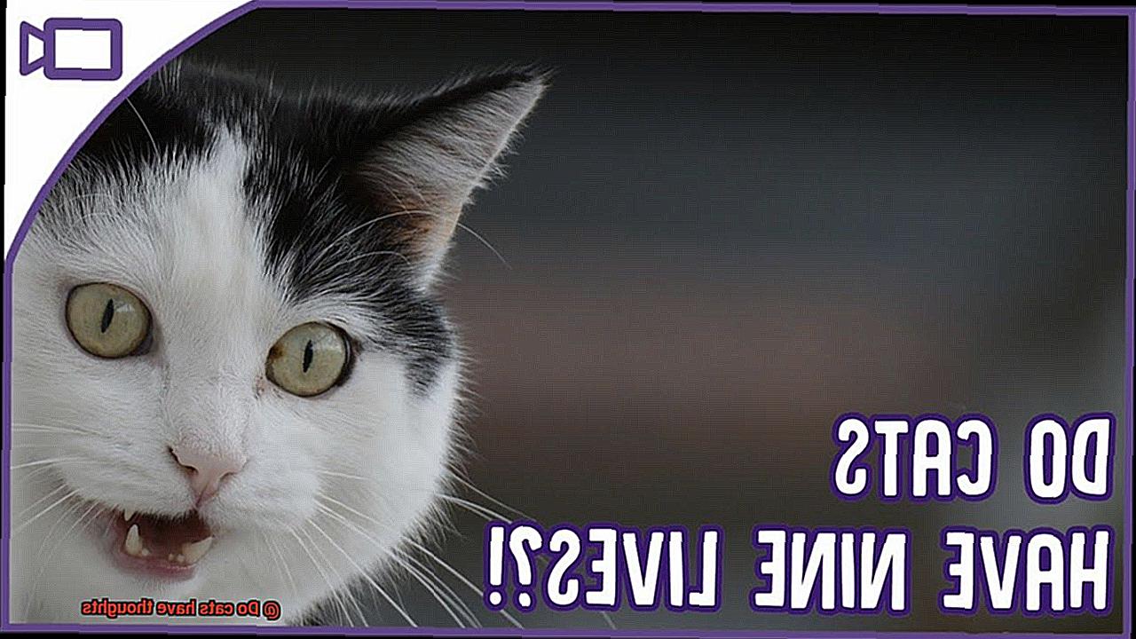 Do cats have thoughts-2