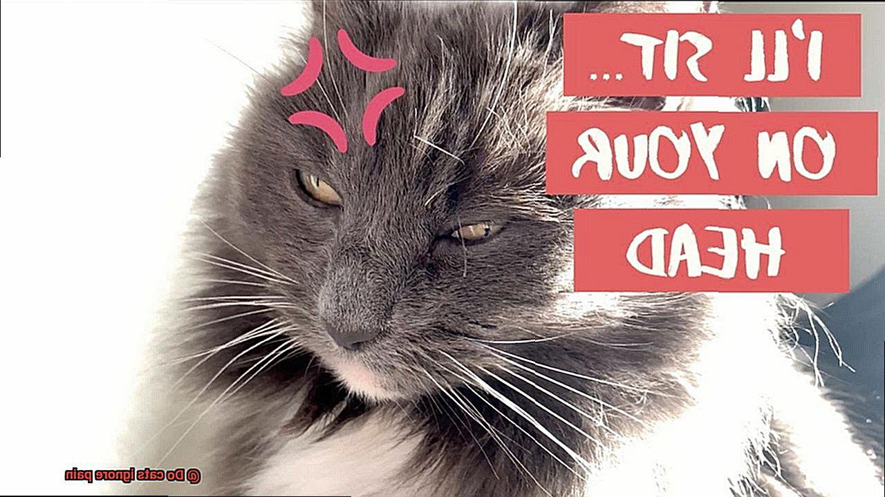 Do cats ignore pain-3