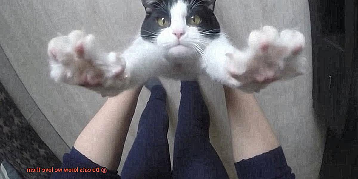 Do cats know we love them-2