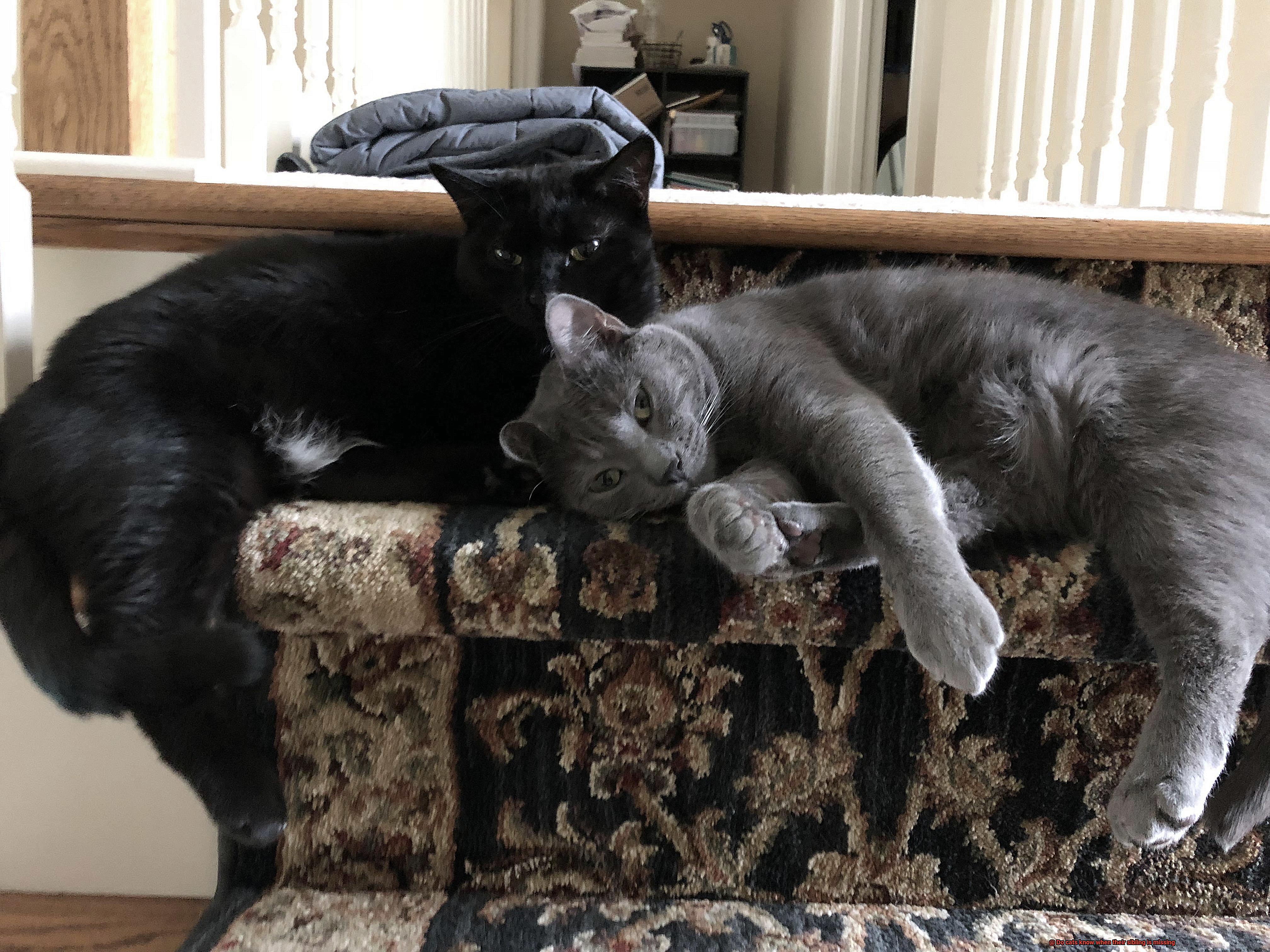 Do cats know when their sibling is missing-3