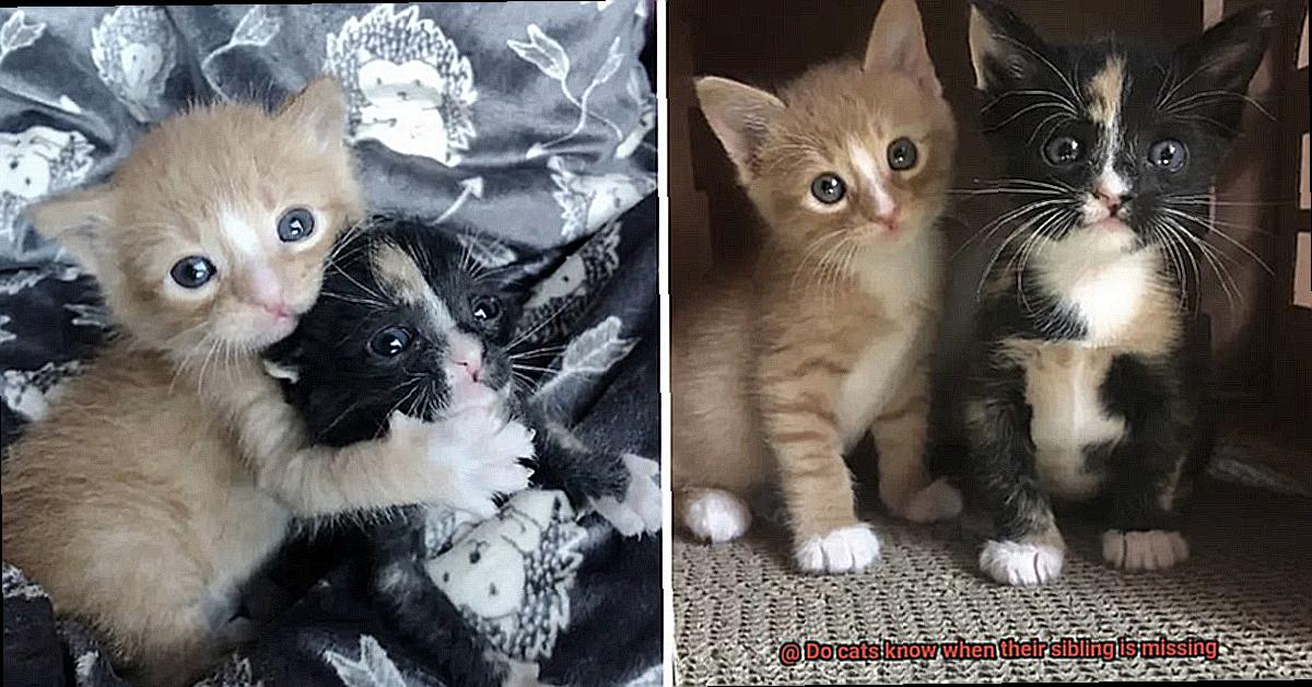 Do cats know when their sibling is missing-5