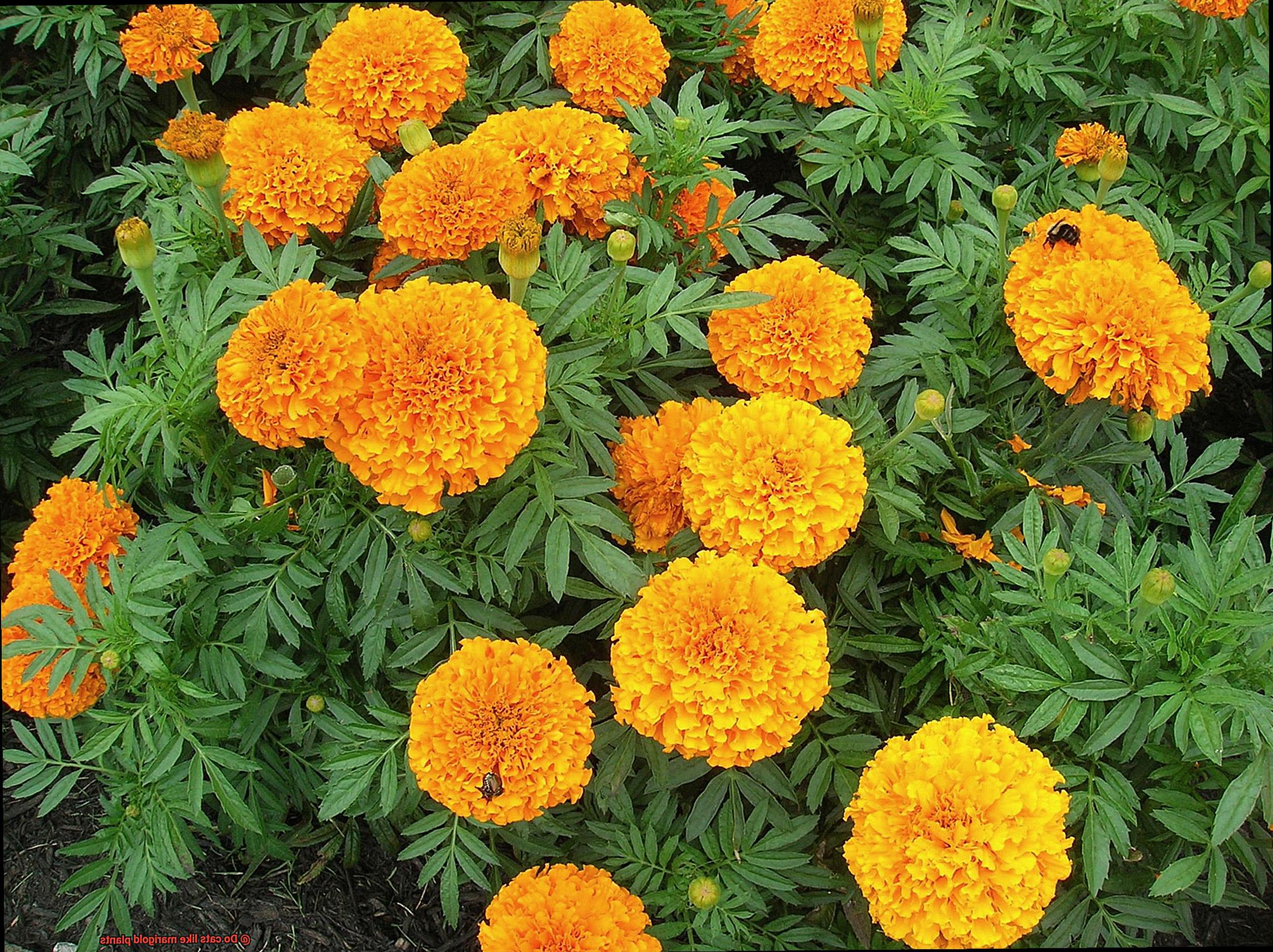Do cats like marigold plants-4
