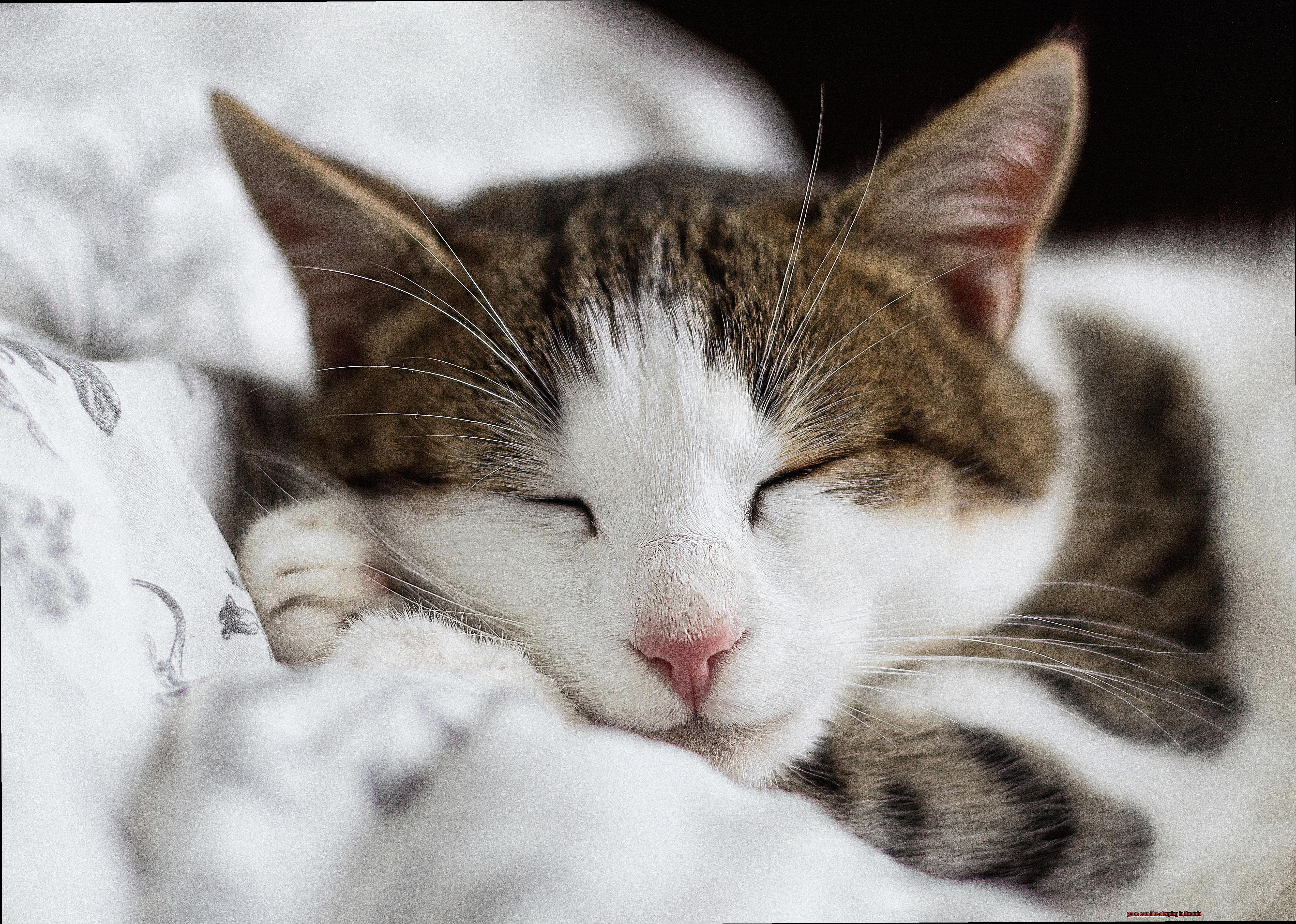 Do cats like sleeping in the rain-2