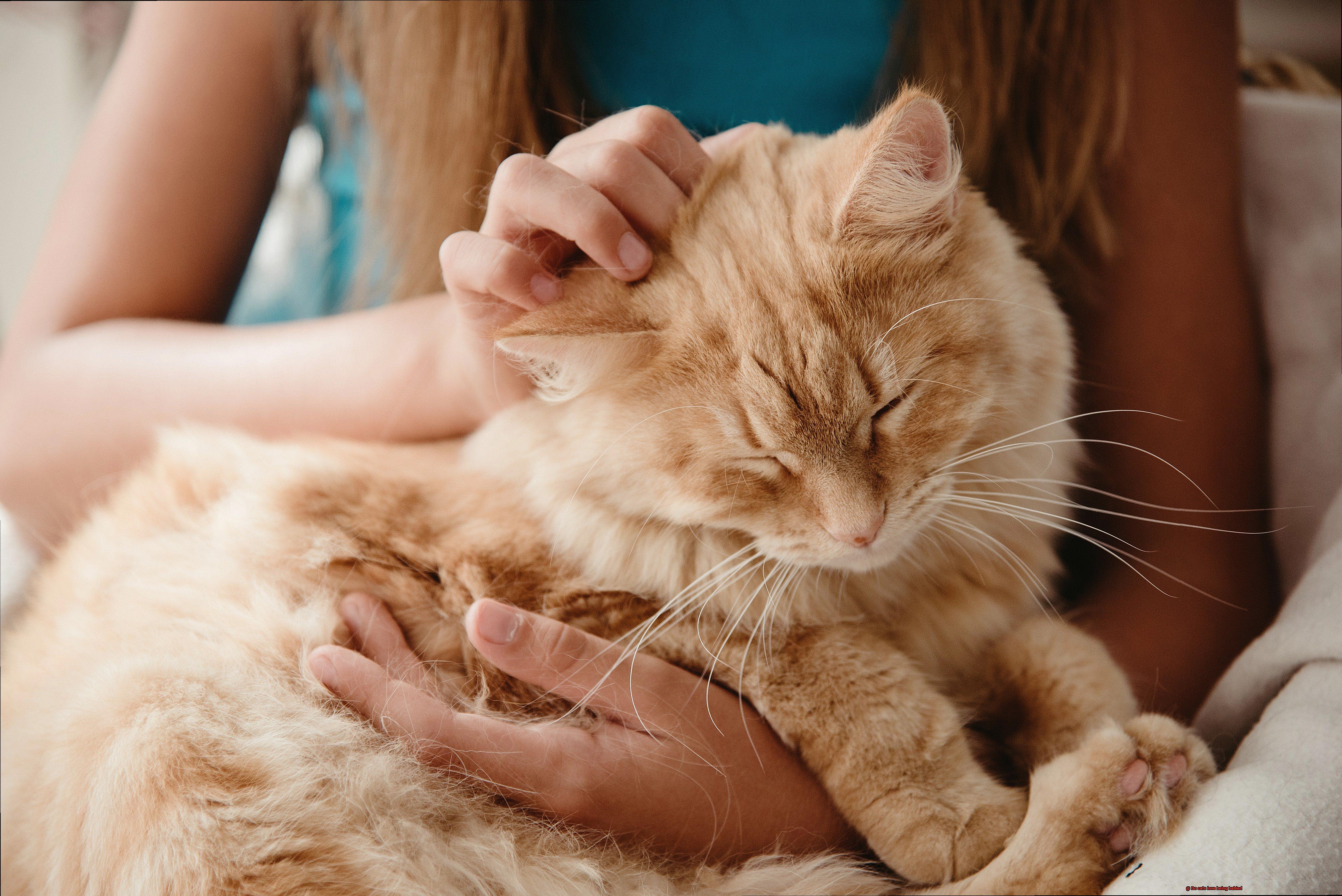 Do cats love being babied-5