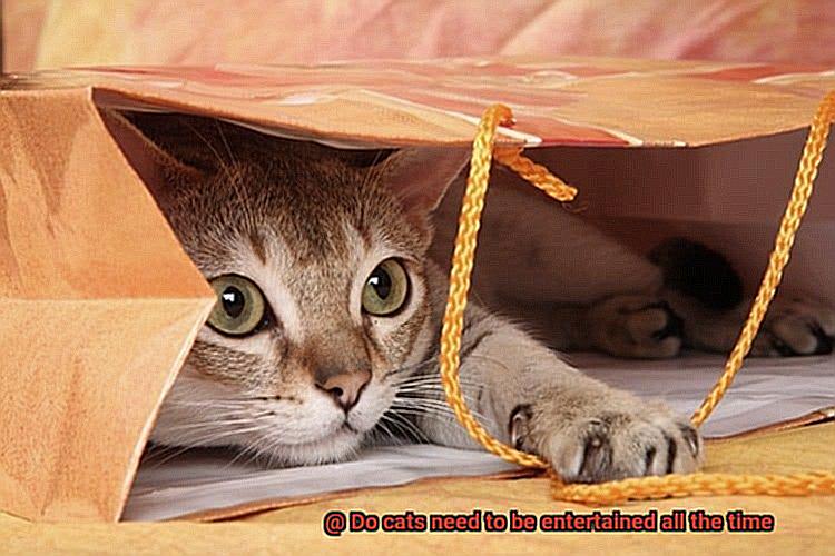 Do cats need to be entertained all the time-2