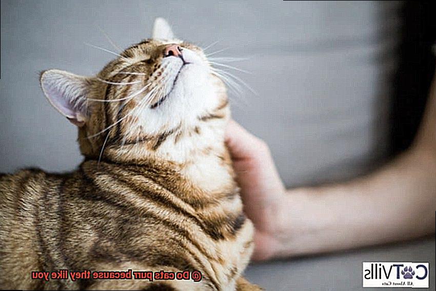 Do cats purr because they like you-3