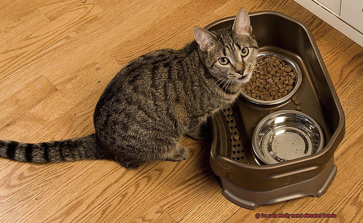 Do cats really need elevated bowls-4