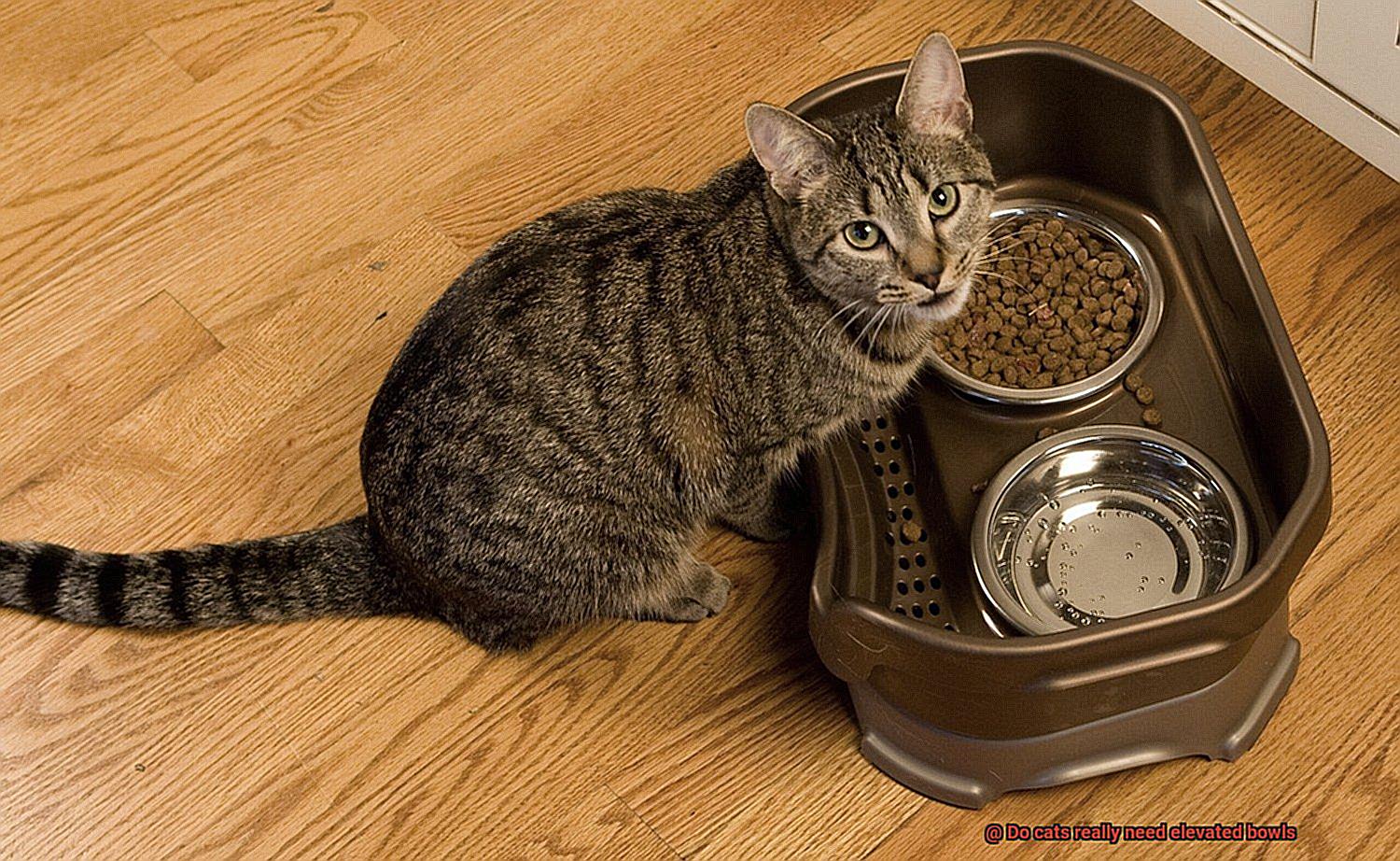 Do cats really need elevated bowls-4