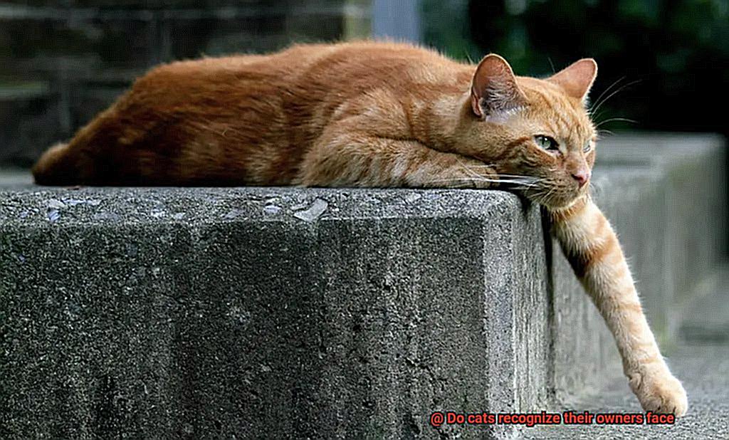 Do cats recognize their owners face-2