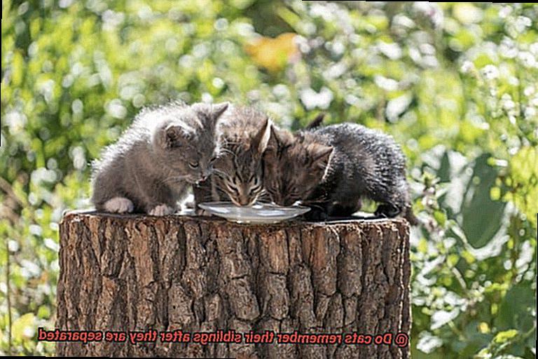 Do cats remember their siblings after they are separated-5