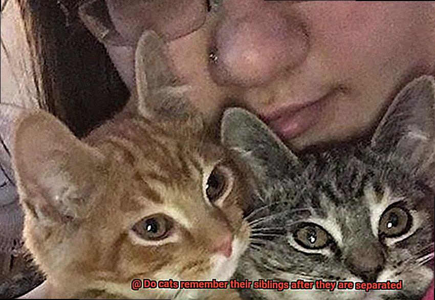 Do cats remember their siblings after they are separated-4