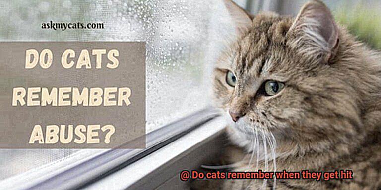 Do cats remember when they get hit-4