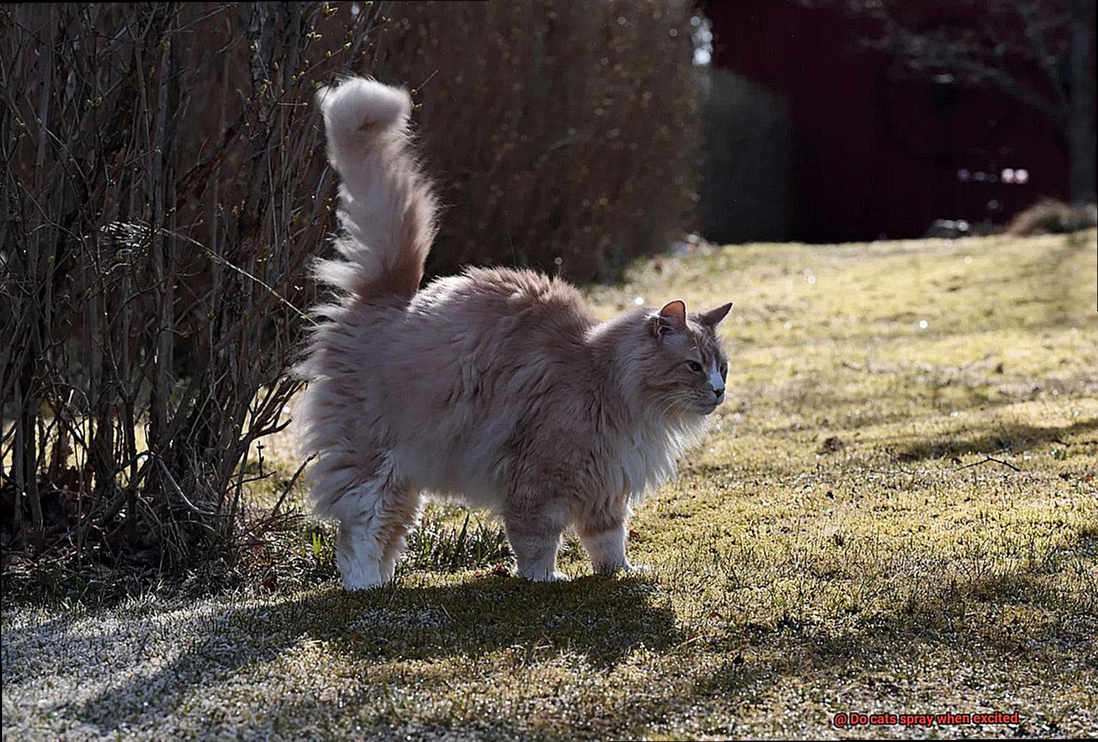 Do cats spray when excited-4