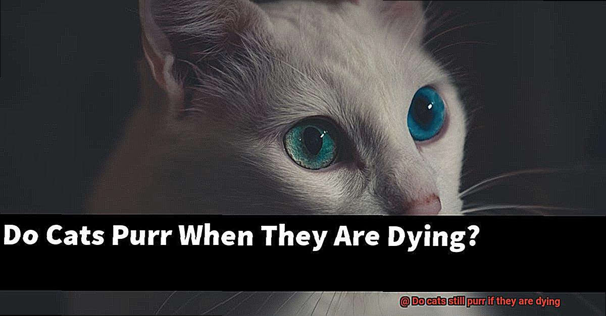 Do cats still purr if they are dying-5