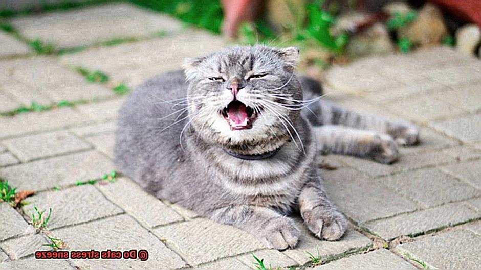 Do cats stress sneeze-2
