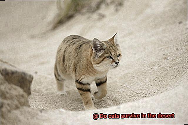 Do cats survive in the desert-2