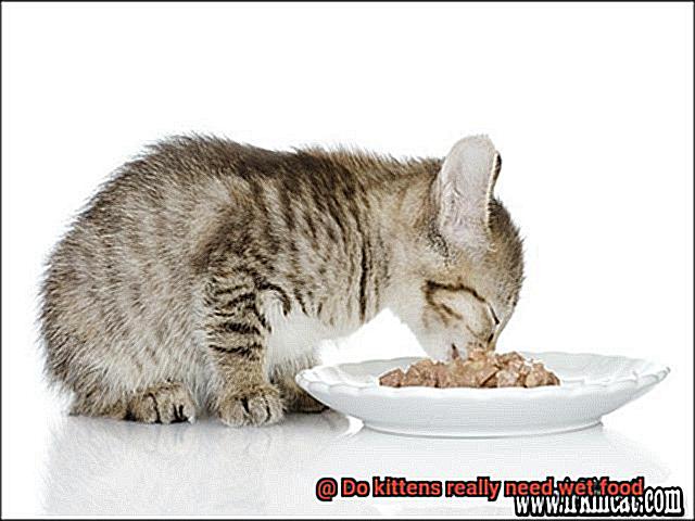 Do kittens really need wet food-4