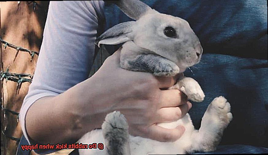 Do rabbits kick when happy-4
