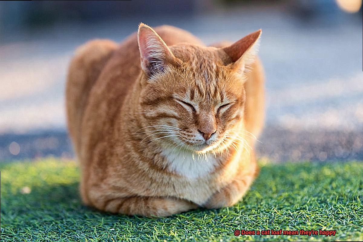 Does a cat loaf mean they're happy-2