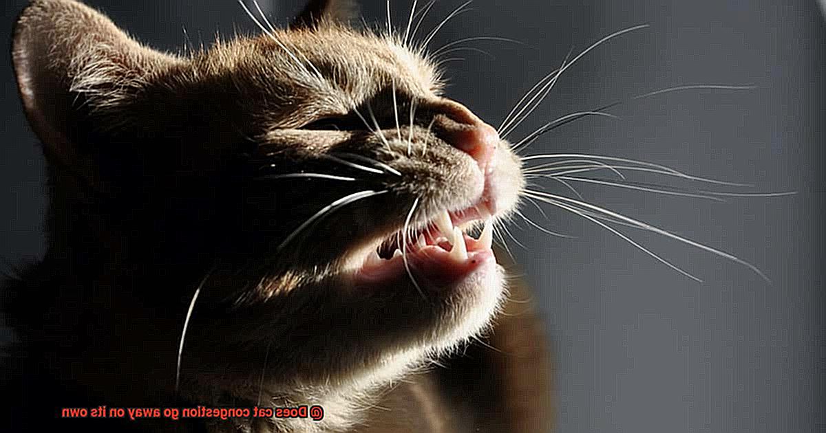 Does cat congestion go away on its own-2