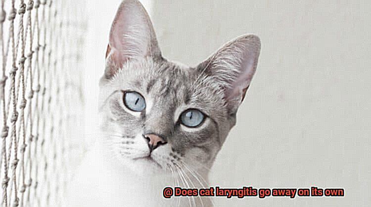 Does cat laryngitis go away on its own-2