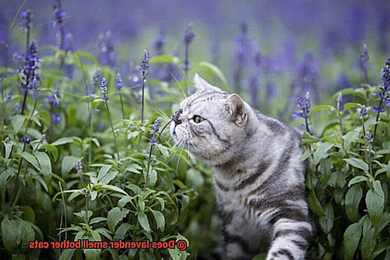 Does lavender smell bother cats-2