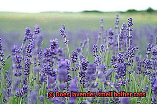 Does lavender smell bother cats-9