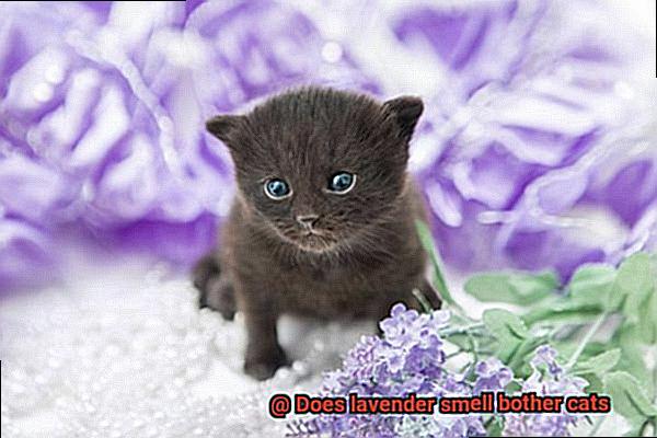 Does lavender smell bother cats-8