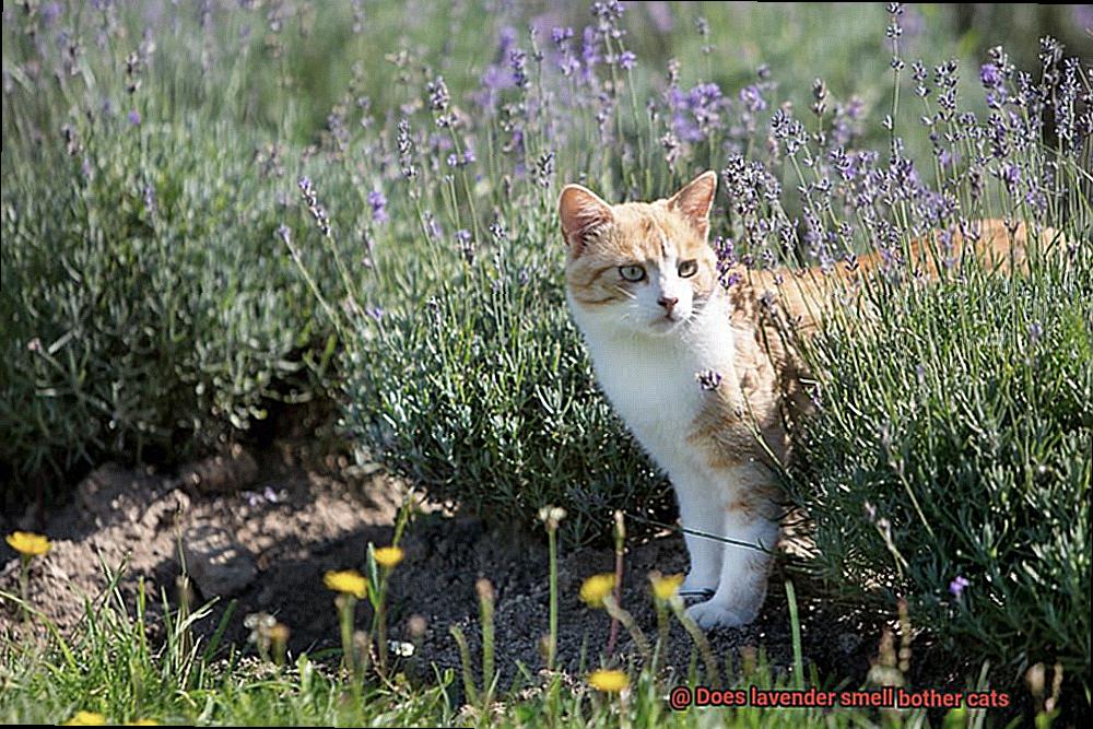 Does lavender smell bother cats-7