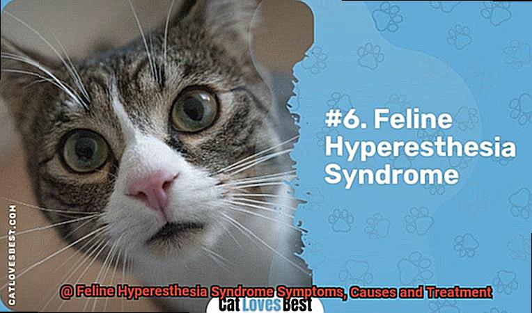 Feline Hyperesthesia Syndrome Symptoms, Causes and Treatment-4
