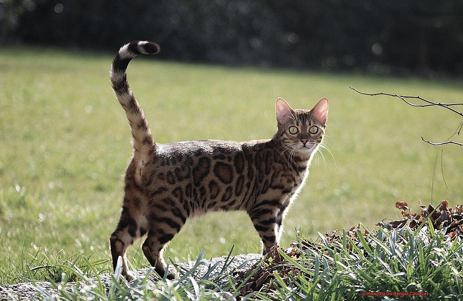 How Big Do Bengal Cats Get-4