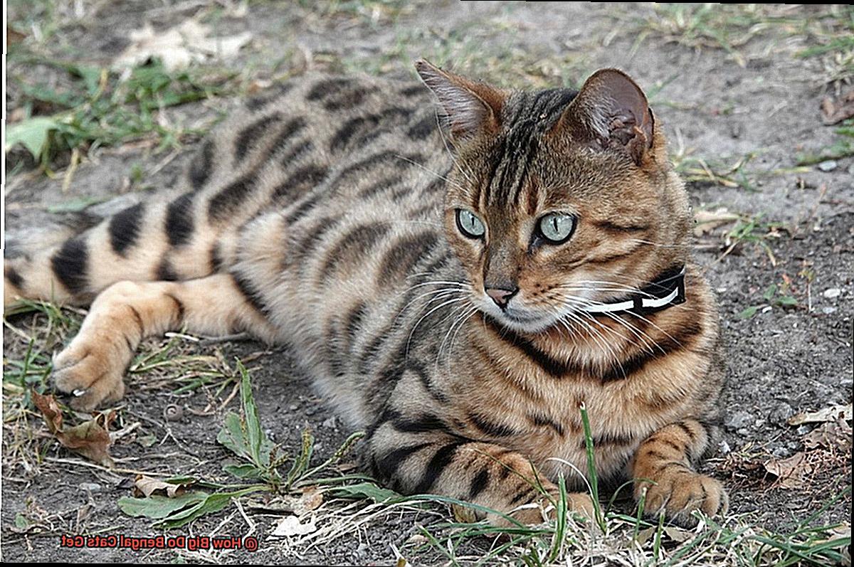 How Big Do Bengal Cats Get-5