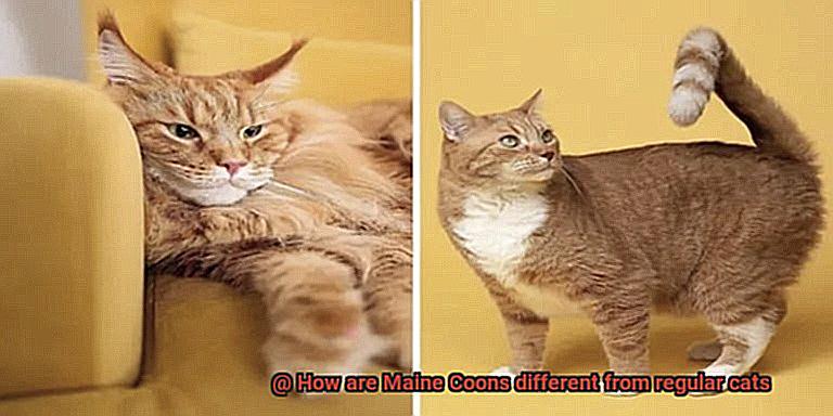 How are Maine Coons different from regular cats-2