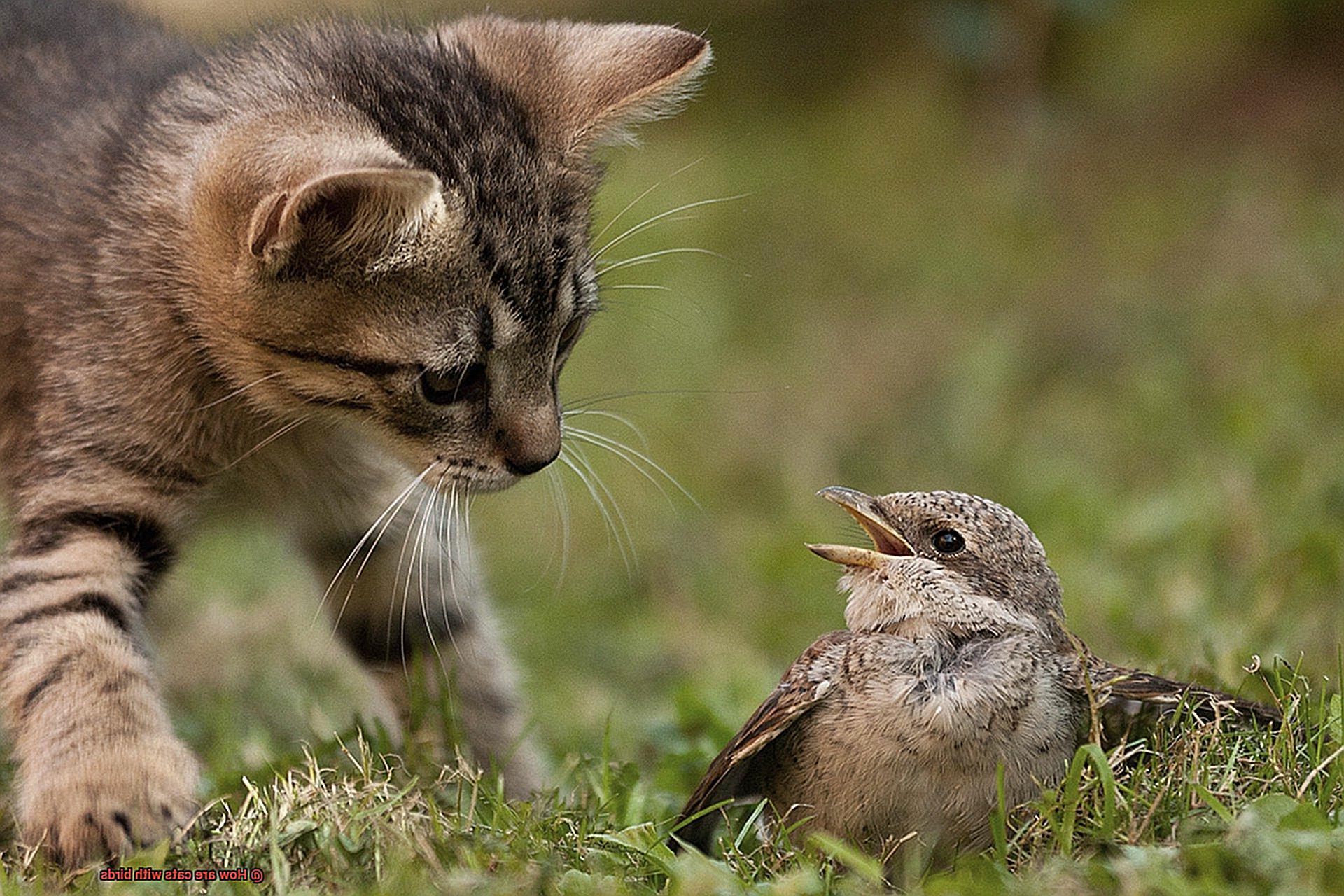 How are cats with birds-3